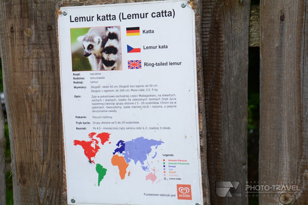 Lemury w ZOO Łączna