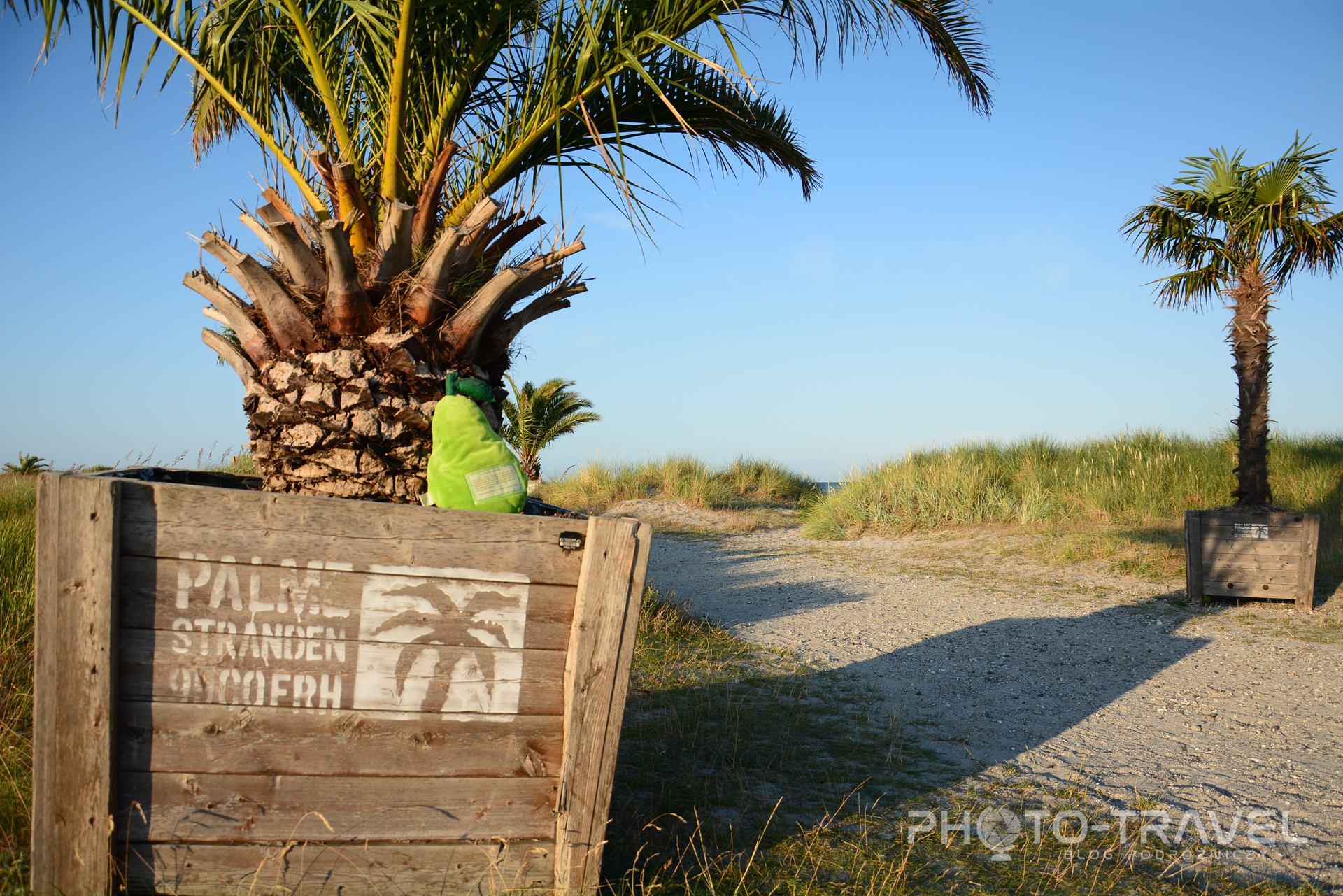 Palmenstranden w Frederikshavn to jedyna plaża w Danii z prawdziwymi palmami! 