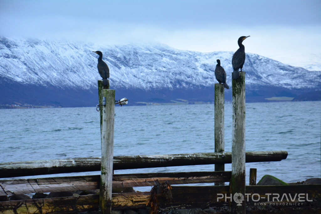 Ptaki w Tromso